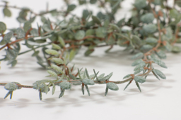Artificial Eucalyptus Vine - thumbnail 3