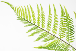 Large Artificial Fern Plant - thumbnail 3
