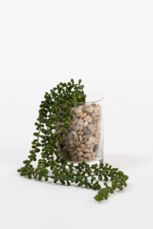 Artificial String of Pearls Vine - thumbnail 1