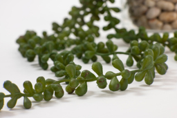 Artificial String of Pearls Vine - thumbnail 3