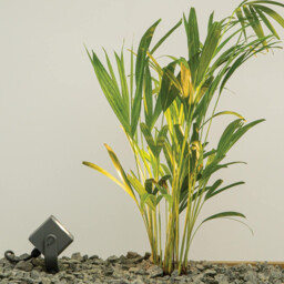 Zambelis 25cm Outdoor Spike Graphite LED 3000K IP65 - thumbnail 2