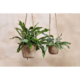 Nkuku Sangdi Seagrass Hanging Planter - Vases & Planters - Natural - Large