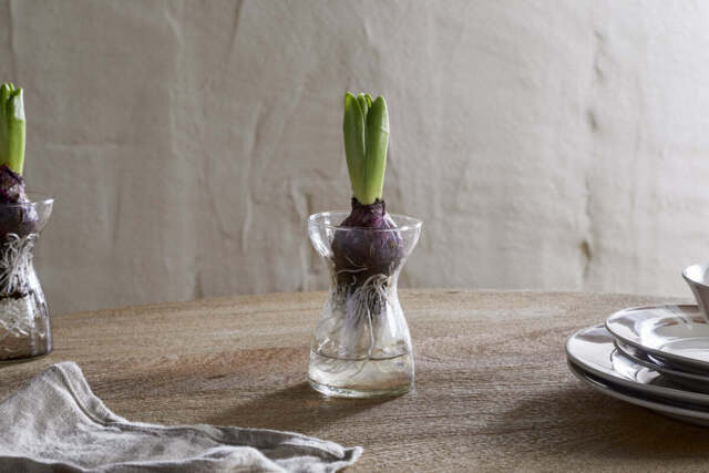 nkuku Enir Hyacinth Vase - Decorative Accessories - One Size - Clear
