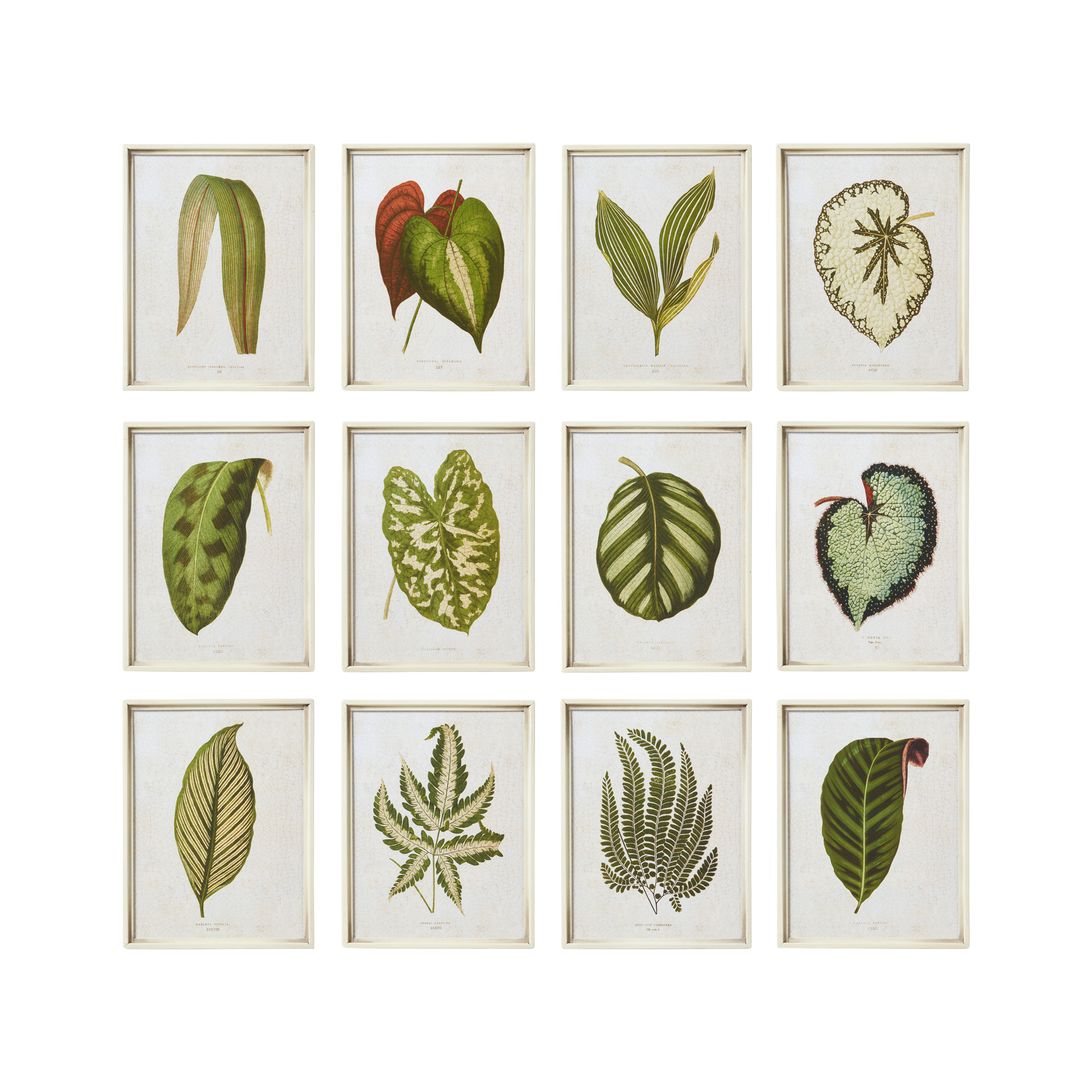 OKA, Set of Twelve Exotic Leaf Framed Prints - Green, Wall Prints, Glass/Wood