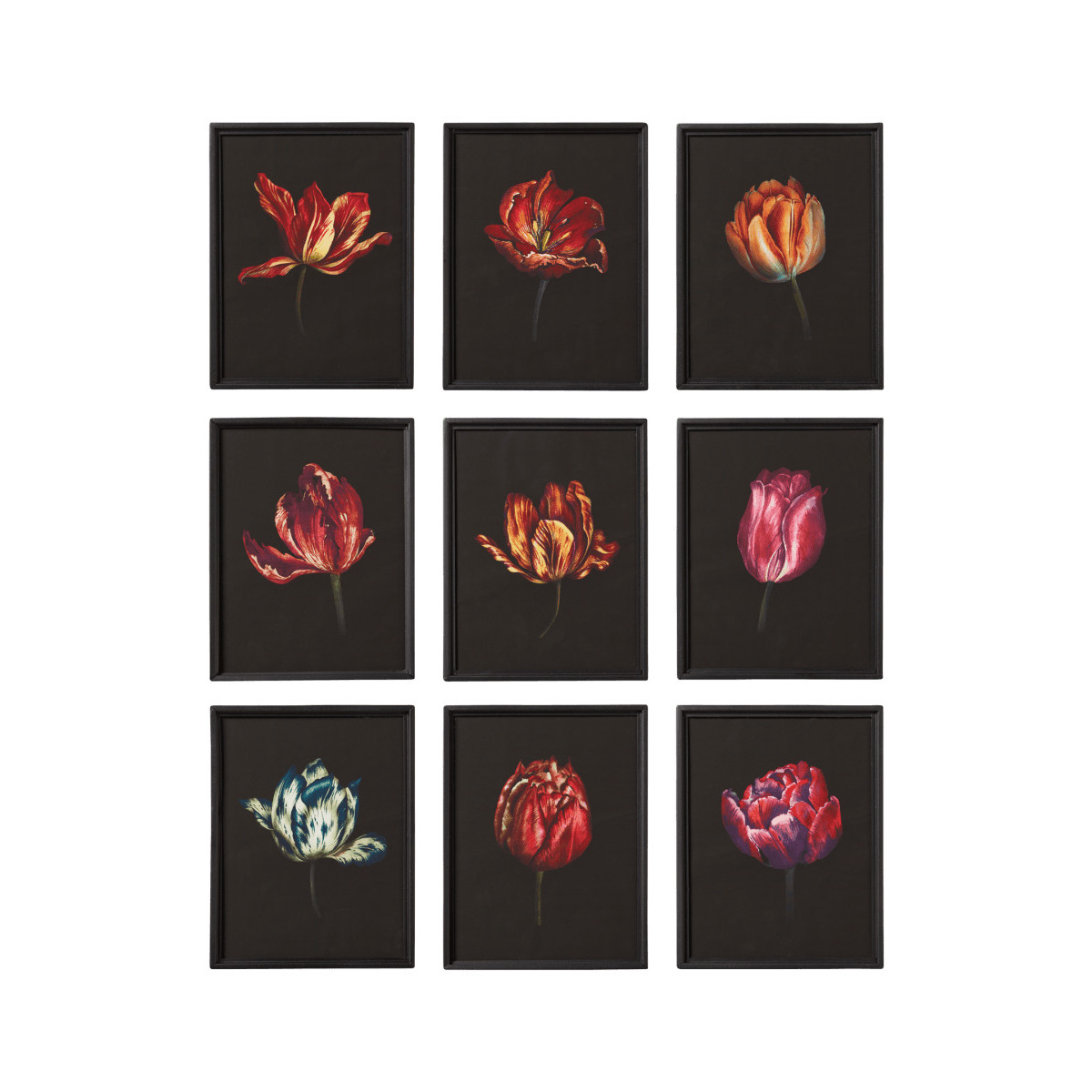OKA, Set of Nine Dutch Tulip Framed Prints - Multi, Wall Prints, Glass/Wood