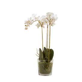 OKA, Faux Phalaenopsis Orchid With Glass Vase - White, Artificial Plants, Plastic/Steel