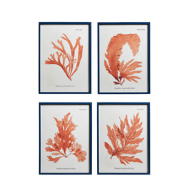 OKA, Set of Four Seaweed Prints - White/Orange, Wall Prints, Wood, Botanical