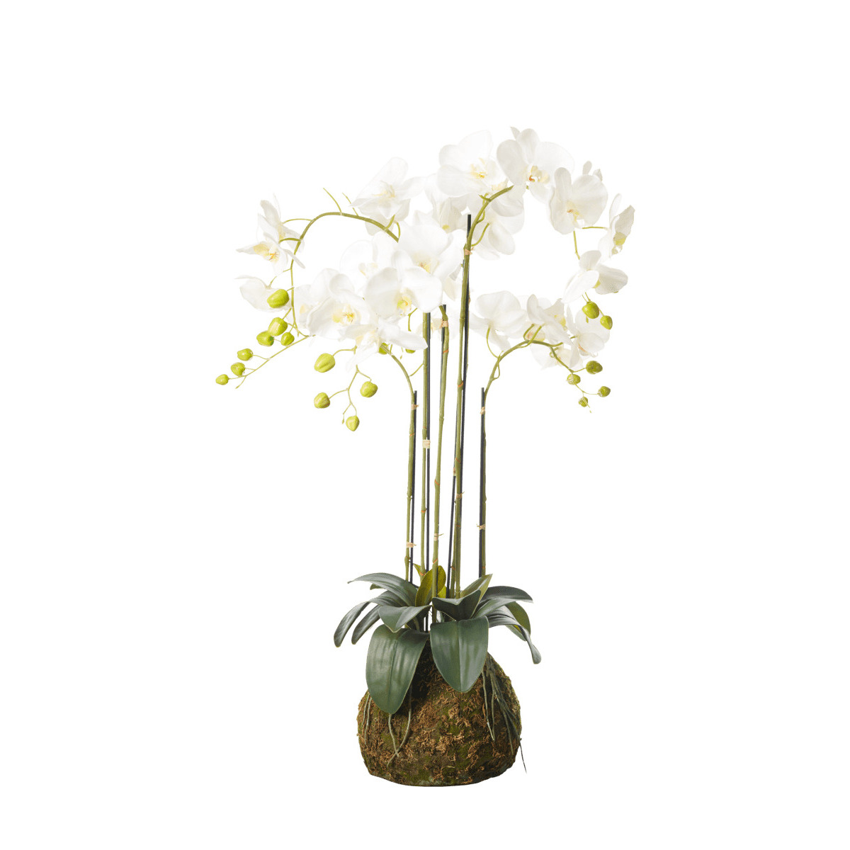 OKA, Faux Planted Phalaenopsis Orchid, Medium - White, Artificial Plants, Fabric/Plastic