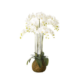 OKA, Faux Planted Phalaenopsis Orchid, Large - White, Artificial Plants, Fabric/Plastic