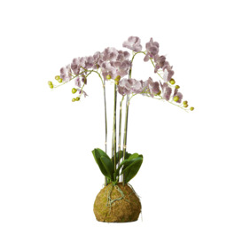 OKA, Large Faux Planted Phalaenopsis Gigantea Orchid - Purple, Artificial Plants, Fabric/Plastic