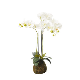 OKA, Small Faux Planted Phalaenopsis Orchid - White, Artificial Plants, Fabric/Plastic