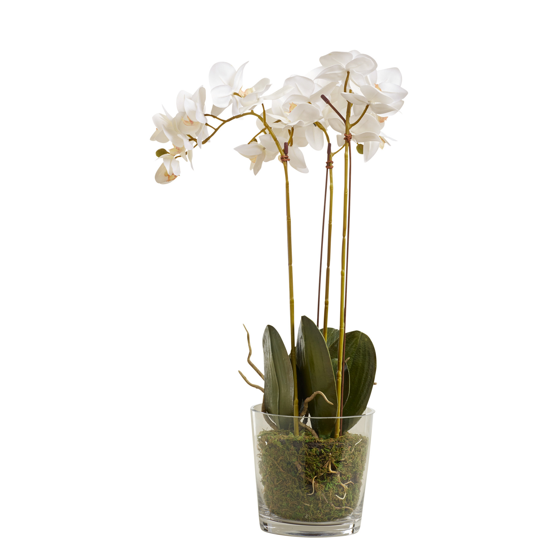 Faux Phalaenopsis Orchid With Glass Vase - White