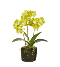 OKA, Faux Mini Orchid - Green, Artificial Plants, Fabric/Plastic