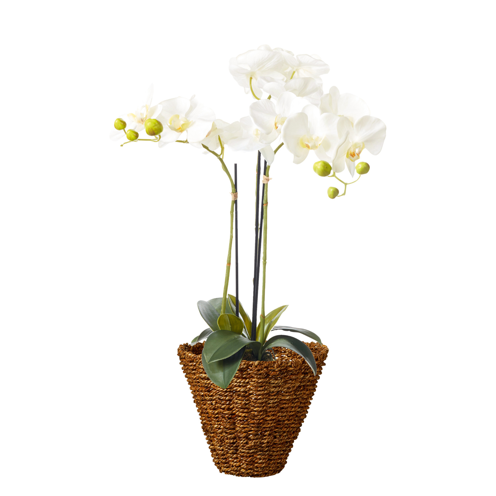 Faux Planted Phalaenopsis Orchid, Small - White