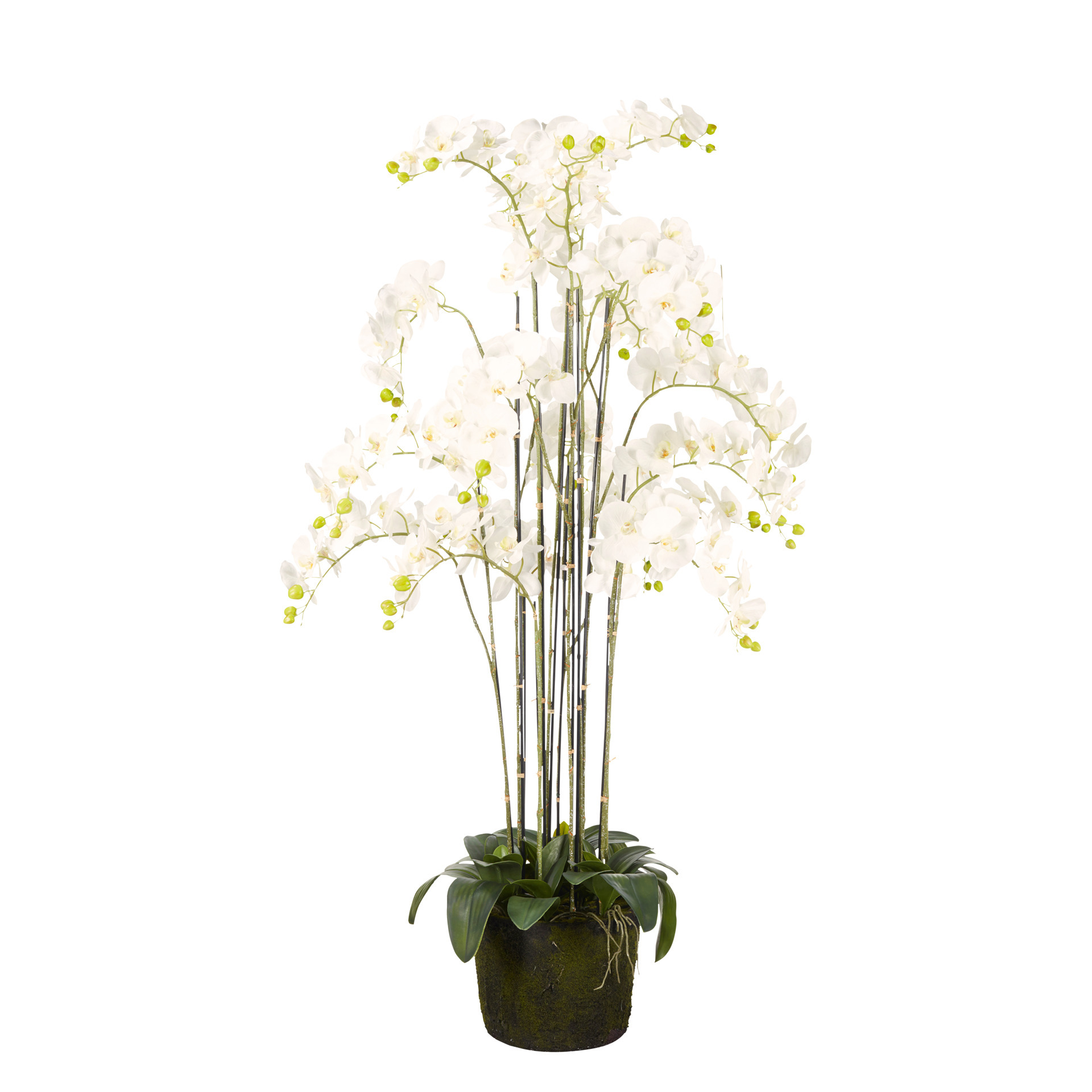 Faux Giant Phalaenopsis Orchid - White