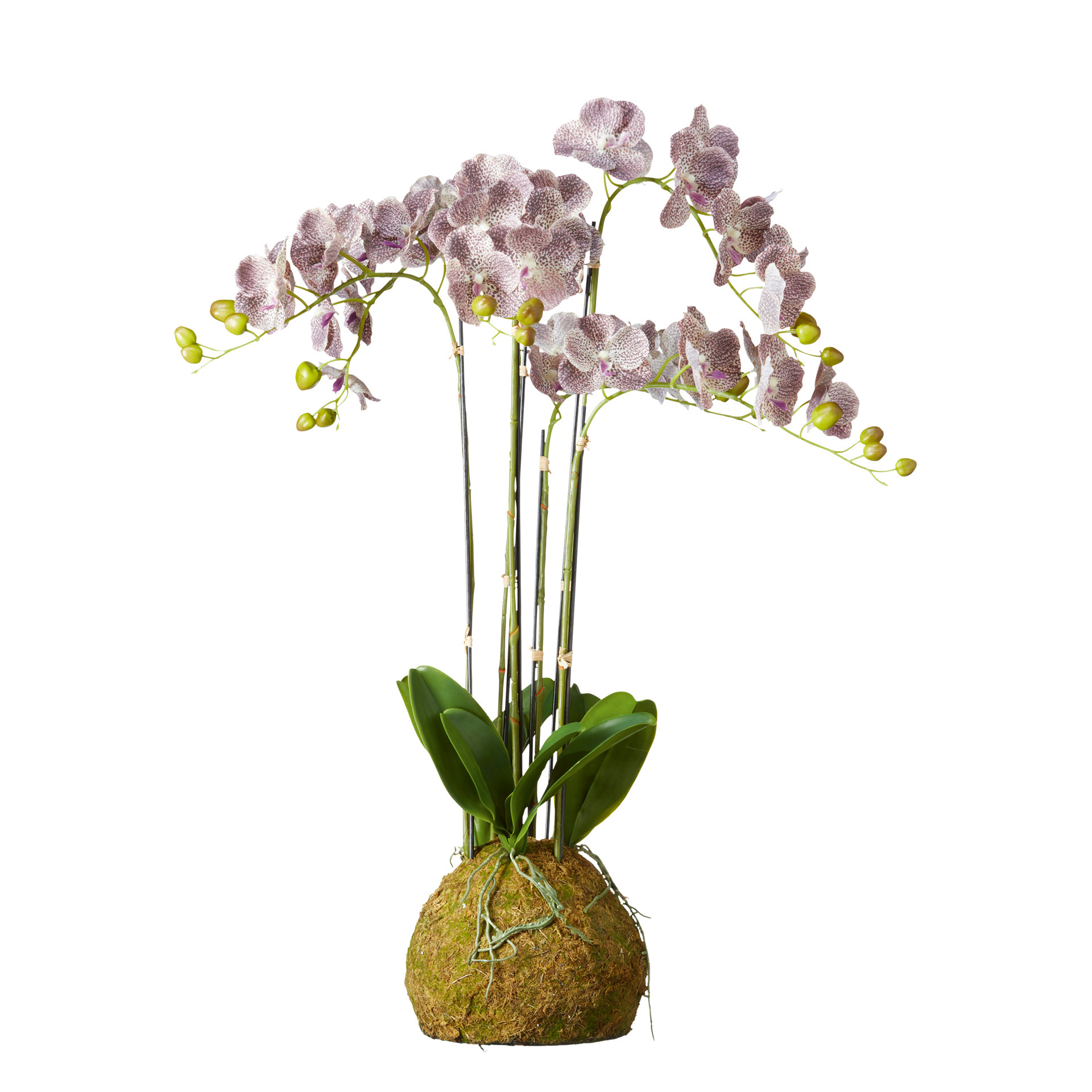 Large Faux Planted Phalaenopsis Gigantea Orchid - Purple