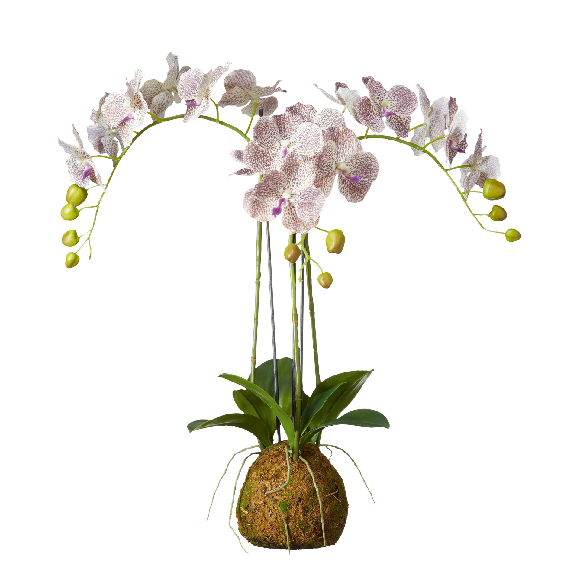 Small Faux Planted Phalaenopsis Gigantea Orchid - Purple