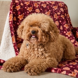OHS Pet Gingerbread Man Print Pet Sherpa Reverse Throw - Burgundy - thumbnail 2