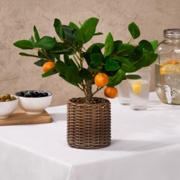 OHS Orange Tree in Basket - Green/Orange - thumbnail 1