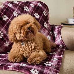 OHS Pet Paw Print Check Sherpa Reverse Throw - Burgundy - thumbnail 2