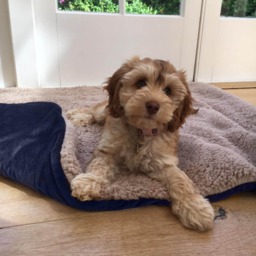 OHS Sherpa Soft Quilted Pet Blanket - Navy - thumbnail 2