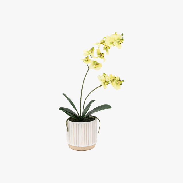 Faux Cream Orchid in Ribbed Pot, Large