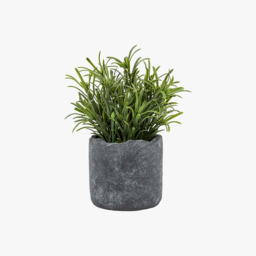 Solana Stone Potted Fern Plant