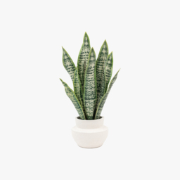 Potted Faux Snake Plant