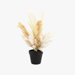 Dried Natural Potted Grass