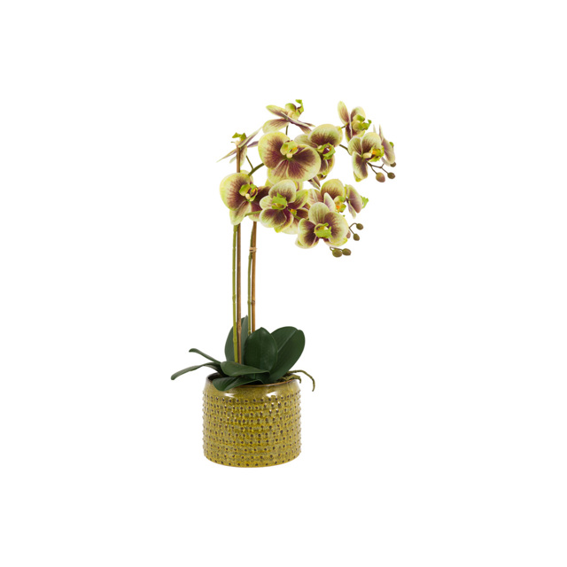 Faux Multicolour Orchid in Dotted Pot, Large