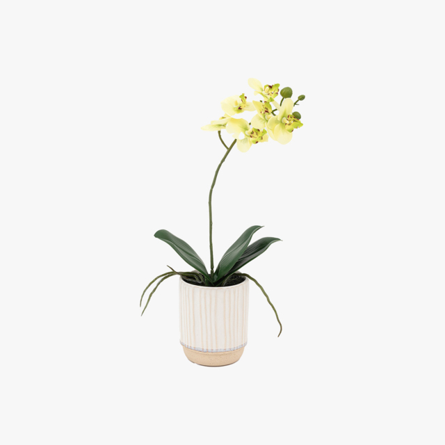 Faux Cream Orchid in Ribbed Pot, Medium