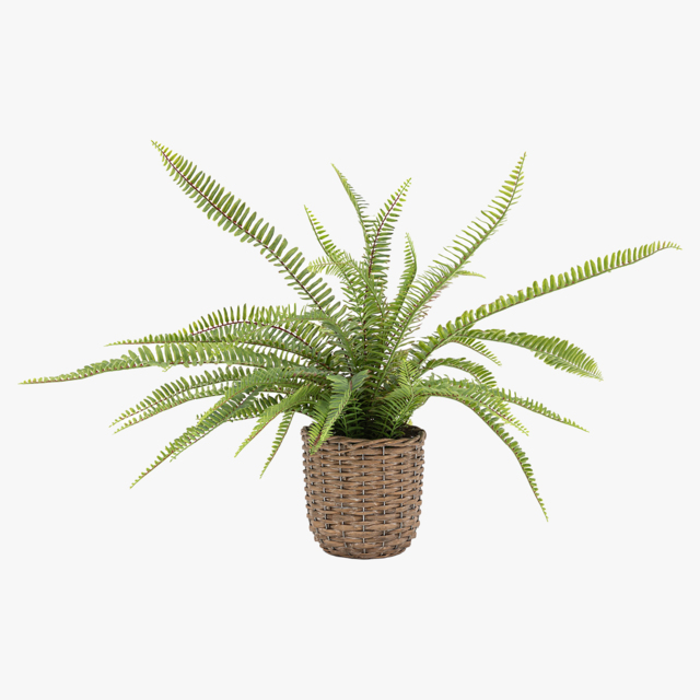 Solana Rattan Potted Fern Plant, Small
