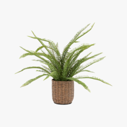 Solana Rattan Potted Fern Plant, Large
