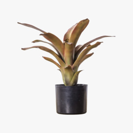 Faux Potted Bromelaid in Brown