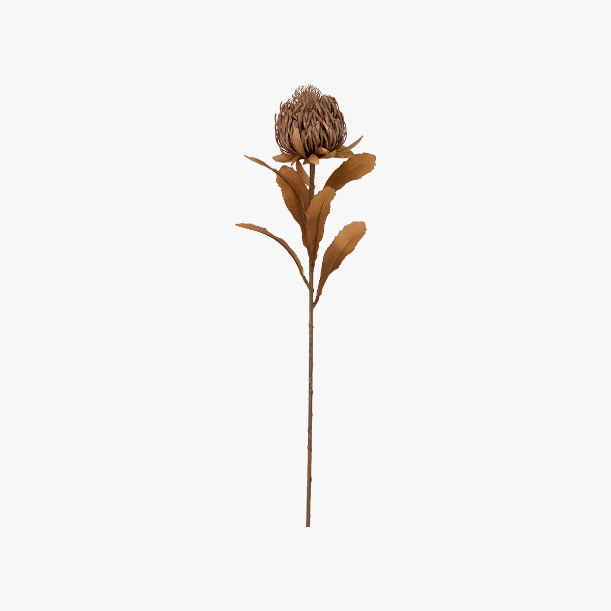 Dry Protea Flower in Brown - Pack of 3