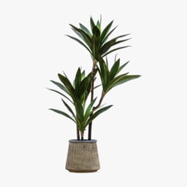 Solana Faux Yucca Tree in Sand Pot