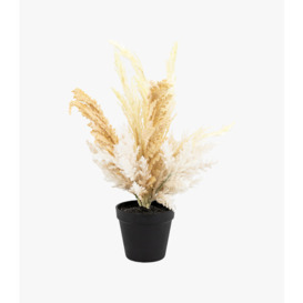 Dried Natural Potted Grass