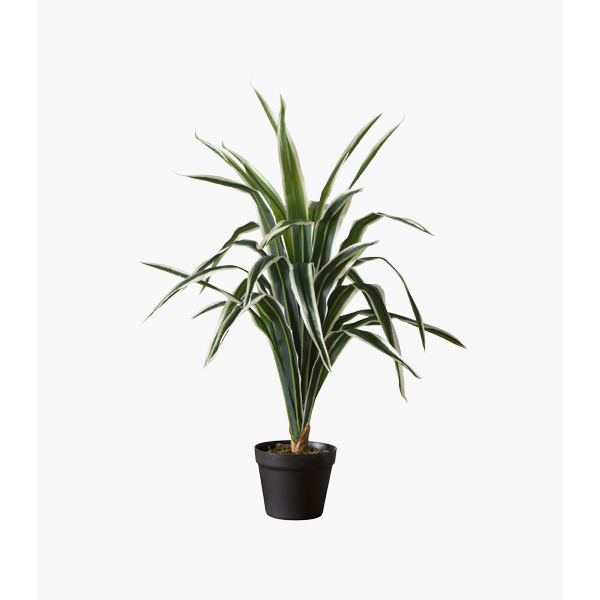 Faux Dracaena Plant