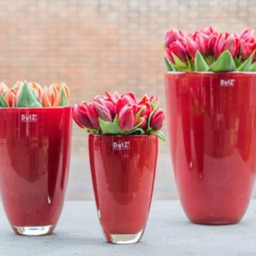 FLOWERVASE - RED by DutZ - thumbnail 1