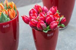 FLOWERVASE - RED by DutZ - thumbnail 5