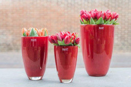 FLOWERVASE - RED by DutZ - thumbnail 4