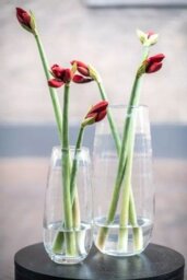 VASE ROBERT - CLEAR glass by DutZ - thumbnail 5