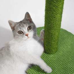 The Cactus Cat Scratching Post - thumbnail 3