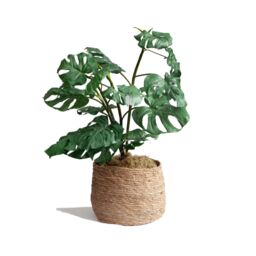 Peony 92cm Tropical Leaf Plant in a Woven Basket