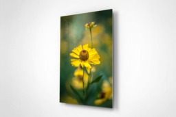 Rackhams Golden Elegance - Framed Print 30 x 20 inch - thumbnail 3