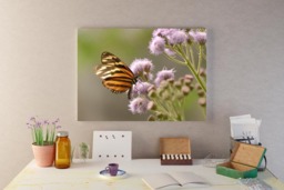 Rackhams Butterfly Beauty - Framed Print 30 x 20 inch - thumbnail 1