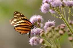 Rackhams Butterfly Beauty - Framed Print 30 x 20 inch - thumbnail 4