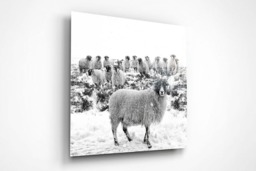 Rackhams Leader of the Flock - Framed Print 20 x 20 inch - thumbnail 3