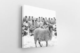 Rackhams Leader of the Flock - Framed Print 20 x 20 inch - thumbnail 4