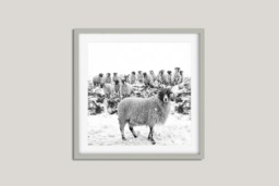 Rackhams Leader of the Flock - Framed Print 20 x 20 inch - thumbnail 2